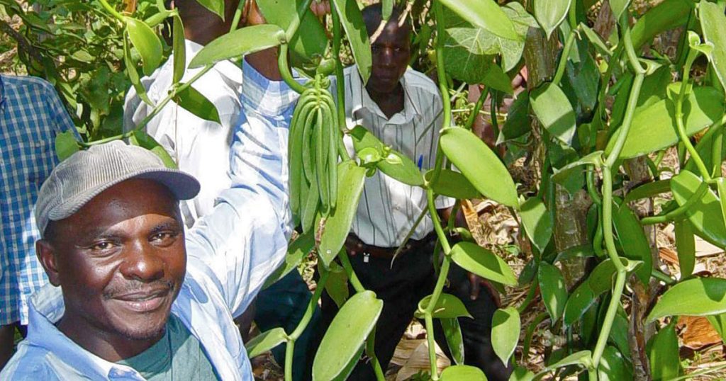 vol terra vanilla plant