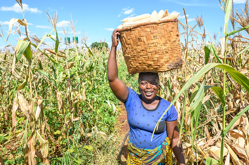 Woman picking corn in a field - cultivating opportunities africa